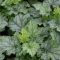 Tűzeső 'Heuchera Lime Swizzle'