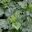 Tűzeső 'Heuchera Lime Swizzle'