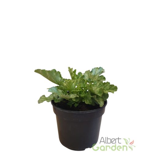 Tűzeső 'Heuchera Lime Swizzle'