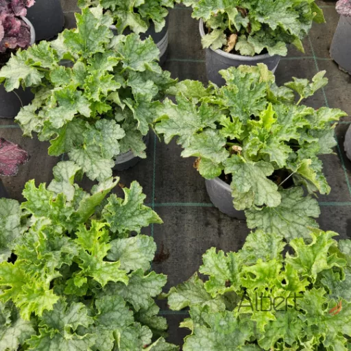 Ezüstöszöld erezett levelű tűzeső Heuchera Lime Swizzle évelő fiatal hajtásokkal, közelkép