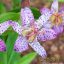 Tajvani púpliliom 'Tricyrtis formosana Pink Freckles''