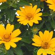   Érdes napszemvirág 'Heliopsis Helianthoides 'Piccolo Sole'