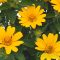 Érdes napszemvirág 'Heliopsis Helianthoides 'Piccolo Sole'