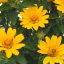 Érdes napszemvirág 'Heliopsis Helianthoides 'Piccolo Sole'