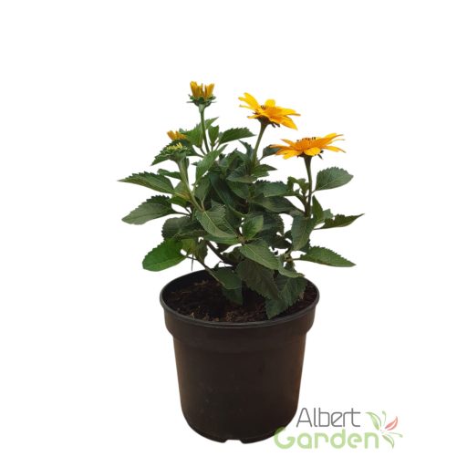 Érdes napszemvirág 'Heliopsis Helianthoides 'Piccolo Sole'