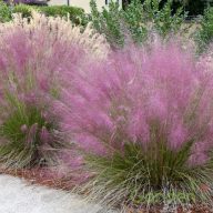 Vattacukorfű 'Muhlenbergia capillaris'