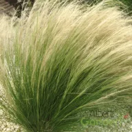   Mexikói árvalányhaj 'Nassella Tenuissima Pony Tails'