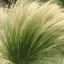 Mexikói árvalányhaj 'Nassella Tenuissima Pony Tails'