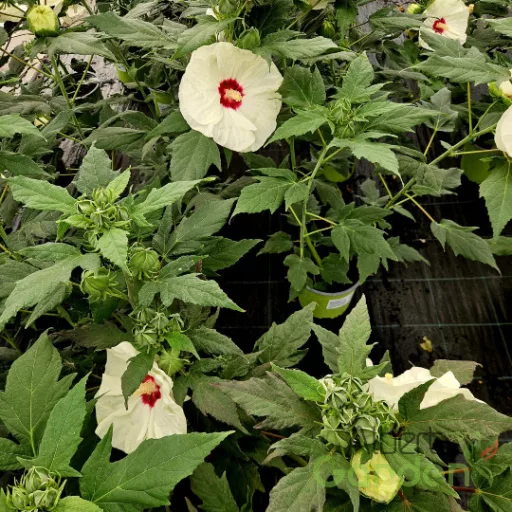 Krémfehér piros középű mocsári hibiszkusz SUMMERIFIC French Vanilla évelő kerti cserje