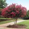 Kínai selyemmirtusz 'Lagerstroemia Tonto'