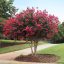 Kínai selyemmirtusz 'Lagerstroemia Tonto'
