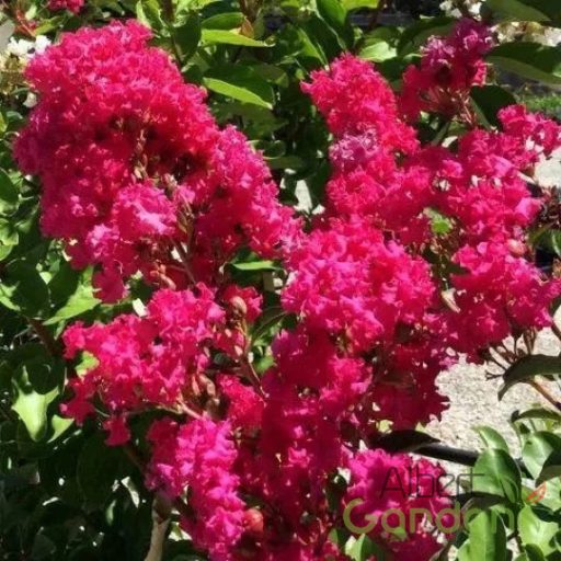 Kínai selyemmirtusz 'Lagerstroemia Tonto'