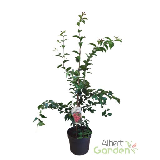 Kínai selyemmirtusz 'Lagerstroemia Tonto'