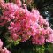 Kínai Selyemmirtusz 'Lagerstroemia Indica Hopi'
