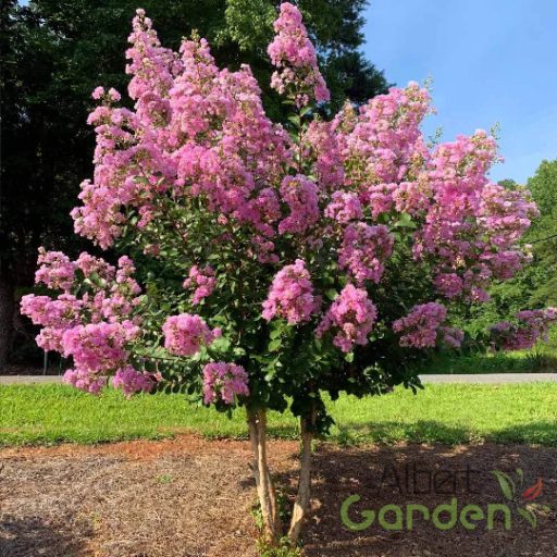 Kínai Selyemmirtusz 'Lagerstroemia Indica Hopi'