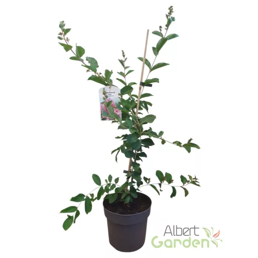 Kínai Selyemmirtusz 'Lagerstroemia Indica Hopi'