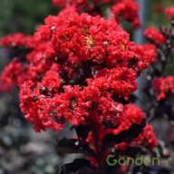   Kínai selyemmirtusz 'Lagerstroemia Indica Best Red'