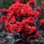 Kínai selyemmirtusz 'Lagerstroemia BLACK DIAMOND Best Red'