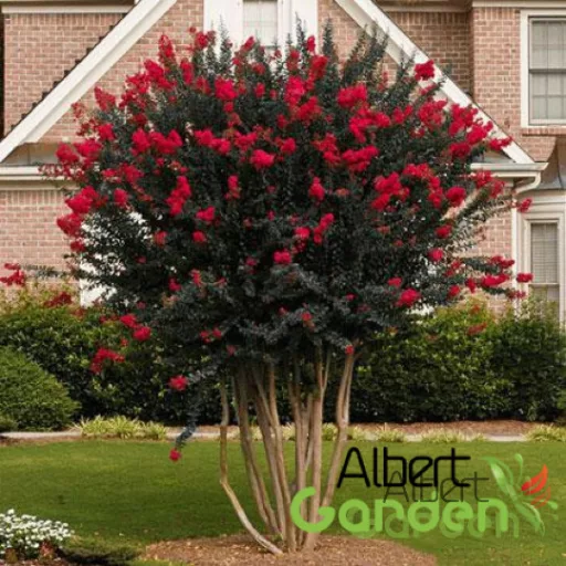Kínai selyemmirtusz 'Lagerstroemia BLACK DIAMOND Best Red'