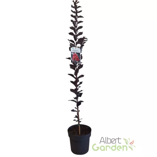 Kínai selyemmirtusz 'Lagerstroemia BLACK DIAMOND Best Red'