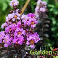  Kínai selyemmirtusz 'Lagerstroemia Indica Purely Purple’