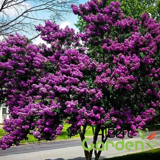 Kínai selyemmirtusz 'Lagerstroemia Indica Purely Purple’