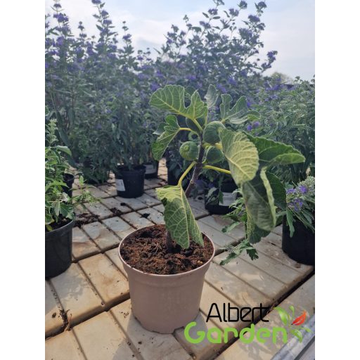 Dalmát füge / Ficus carica ‘Dalmatie’