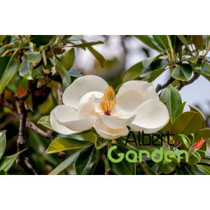 Örökzöld Liliomfa 'Magnolia grandiflora Little Gem Cespuglio'