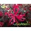 Kínai rojtosvirág / Loropetalum chinense 'Black Pearl'  K2
