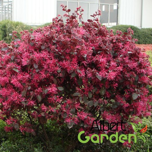 Kínai rojtosvirág / Loropetalum chinense 'Black Pearl'  K2