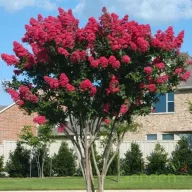 Kínai selyemmirtusz 'Lagerstroemia Dynamite'