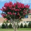 Kínai selyemmirtusz 'Lagerstroemia Dynamite'
