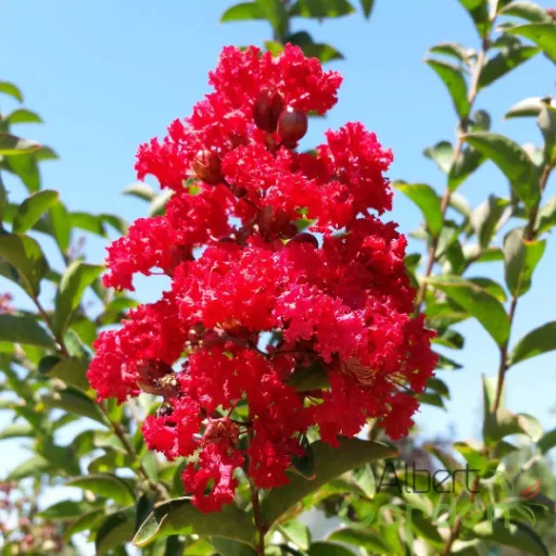 Kínai selyemmirtusz 'Lagerstroemia Dynamite'