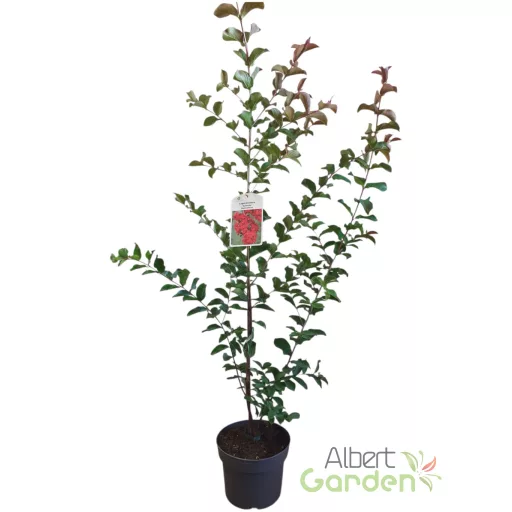 Kínai selyemmirtusz 'Lagerstroemia Dynamite'