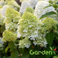 Bugás hortenzia Hydrangea paniculata ‘Limelight’