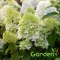 Bugás hortenzia Hydrangea paniculata ‘Limelight’