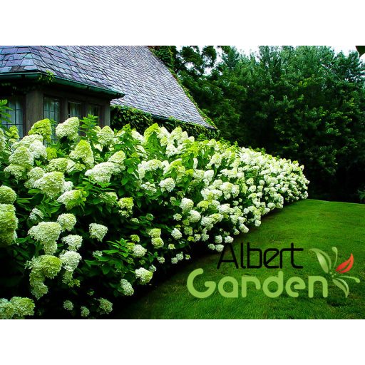 Bugás hortenzia / Hydrangea paniculata ‘Limelight’