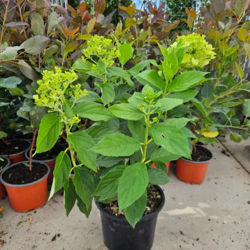 Bugás hortenzia Hydrangea paniculata ‘Limelight’