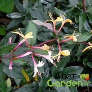 Japán lonc / Lonicera jap. Purpurascens