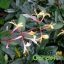 Japán lonc / Lonicera jap. Purpurascens
