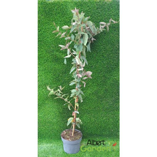 Japán lonc / Lonicera jap. Purpurascens