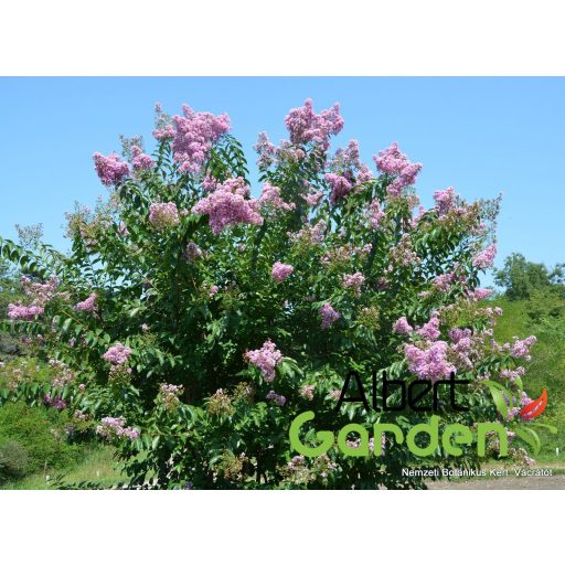 Kínai selyemmirtusz (Lilás Rózsaszín) / Lagerstroemia indica 'Apalachee'