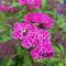 Pompás japán gyöngyvessző / Spiraea japonica 'Anthony Waterer'