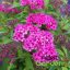 Pompás japán gyöngyvessző / Spiraea japonica 'Anthony Waterer'
