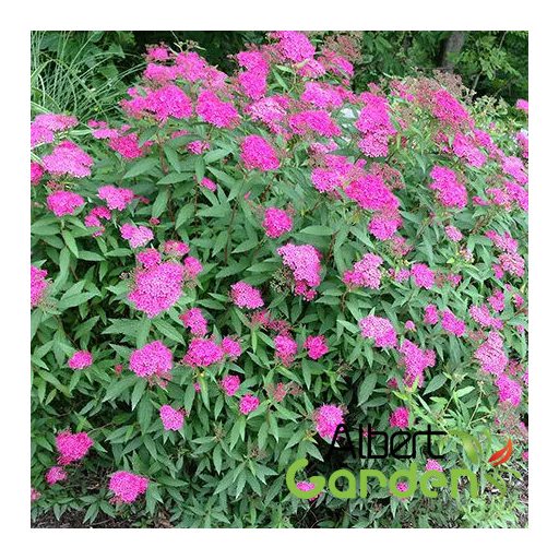 Pompás japán gyöngyvessző / Spiraea japonica 'Anthony Waterer'