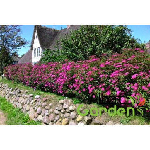 Pompás japán gyöngyvessző / Spiraea japonica 'Anthony Waterer'