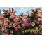 Rózsalonc / Weigela ‘Vintage Love’