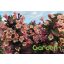 Rózsalonc / Weigela ‘Vintage Love’