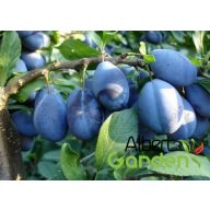 ’Stanley’ szilva