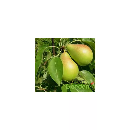 'Hardenpont' téli vajkörtefa